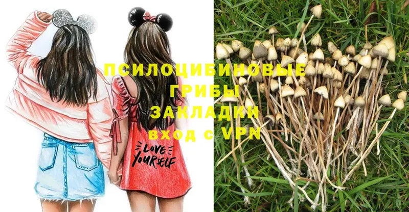 мега маркетплейс  Кольчугино  Галлюциногенные грибы Magic Shrooms  сколько стоит 